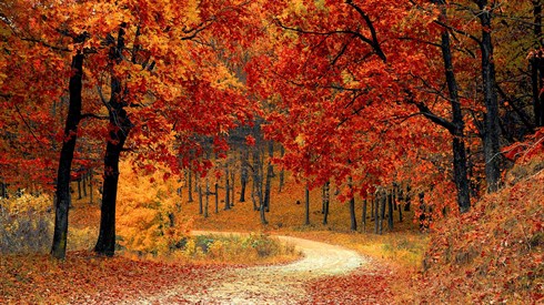 fall-1072821_1920.jpg