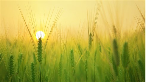barley-field-1684052_1920.jpg
