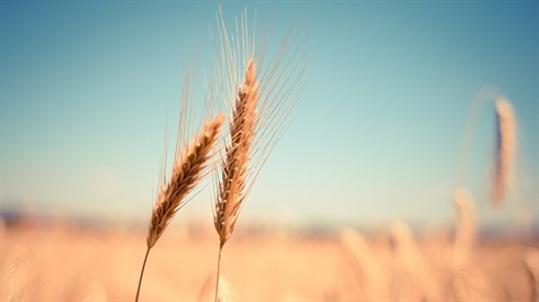 wheat-865152_1920.jpg