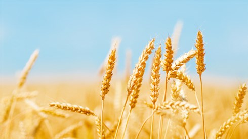 shutterstock_96374642.jpg