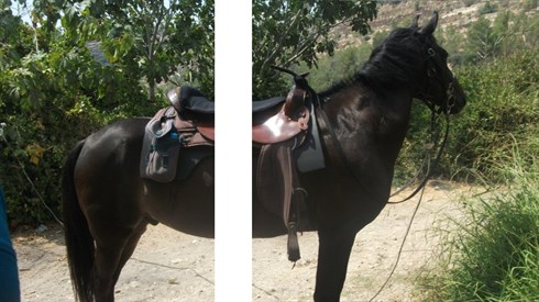 אוריה אורן - סוס מפוצל.jpg