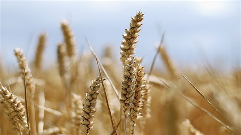 cc-by- Neha Viswanathan.jpg