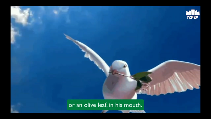 The Dove, The Olive Branch & The Land of Israel