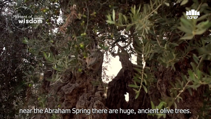 The most important insight of my life - The story of the olive tree