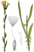 חסה ריתמית Lactuca saligna - מין בר אחר