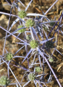 דרדר ירוק-סגול על הר מירון אולי חרחבינה מכחילה ? צילם:רנדום