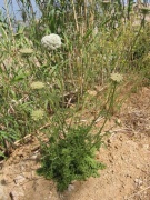 גזר בר - Daucus carota - אולי לפי התלמוד הירושלמי - צילם:Tigerente