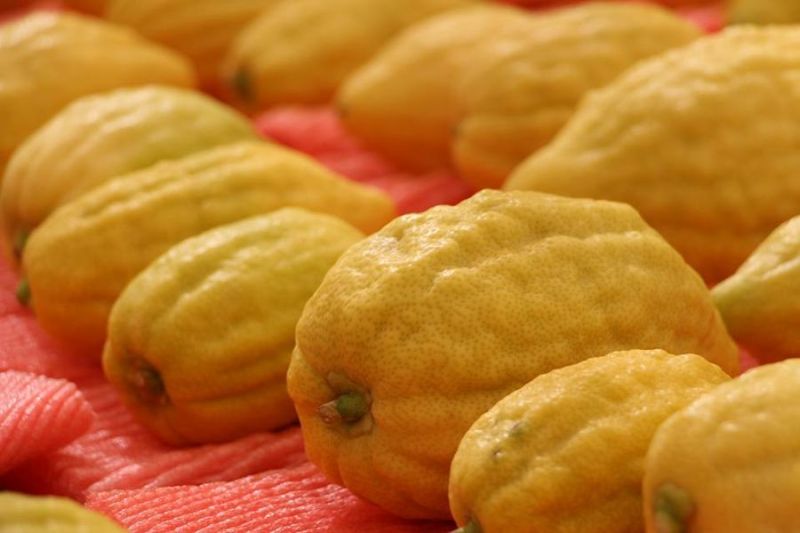 קובץ:Etrog Minkov.jpg